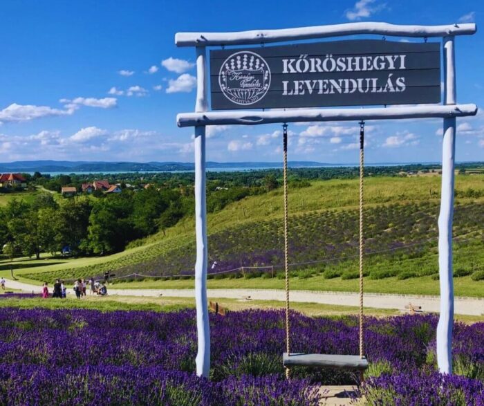 köröshegyi levendulas